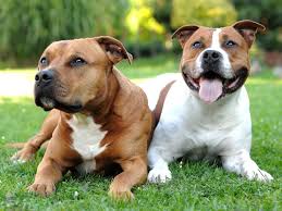 Formation permis détention chien catégorisé en duo